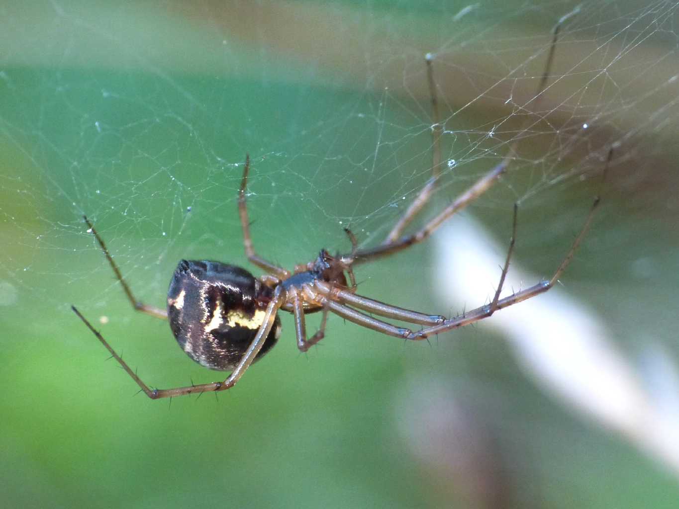 Linyphia triangularis - Villetta Barrea (AQ)